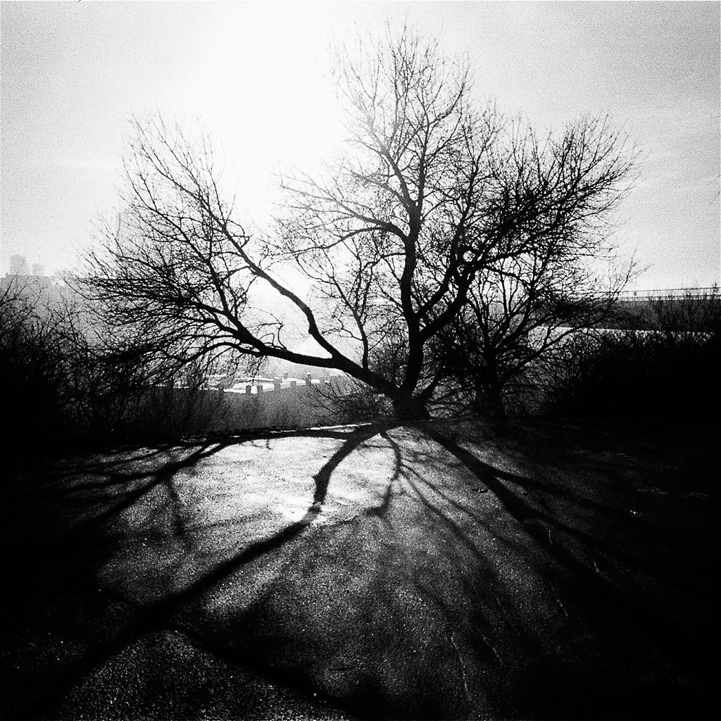 arbre-pont-carre-best-85570032-3-rd1350.jpg