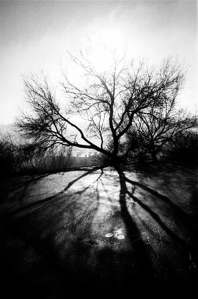 arbre-pont-V-85570029-3-rd900.jpg