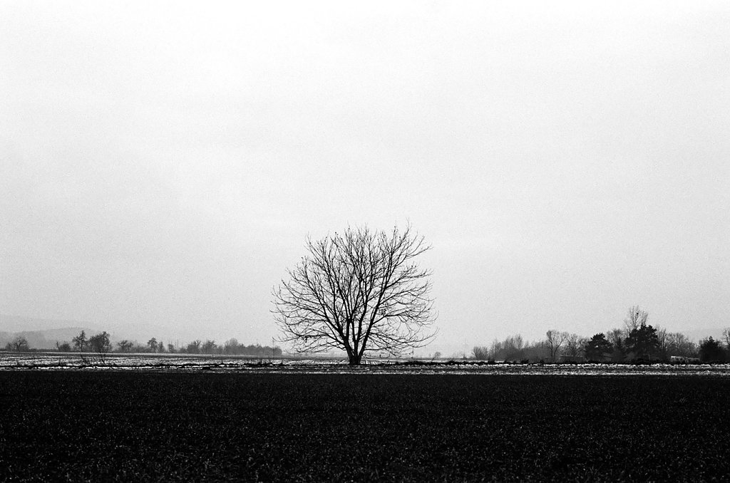arbre-hiroshima-W-59000019-2-rd1350.jpg